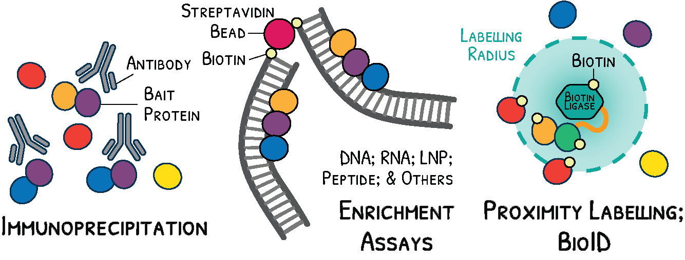 QPC Interactome Analysis Overview